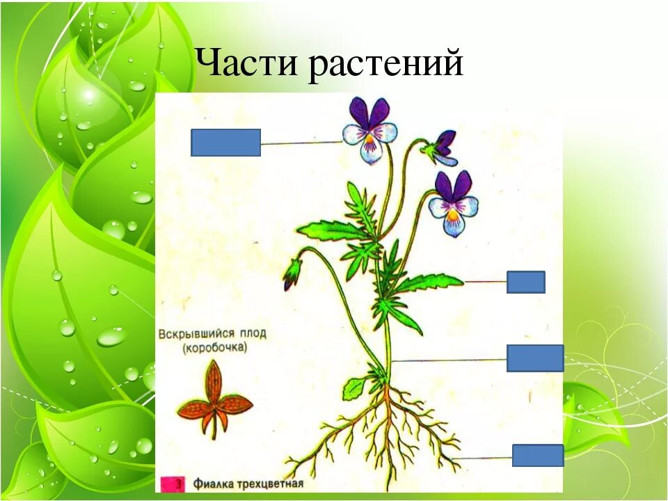 1 шт 3 растительное. Части растения. Части растения для детей. Строение растения. Строение частей растения.