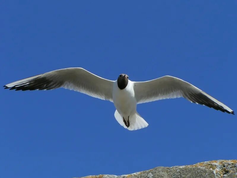 чайка над кронштадтом. чайка над кронштадтом. птицы над кронштадтом. чайка над кронштадтом. кронштадт птица года.