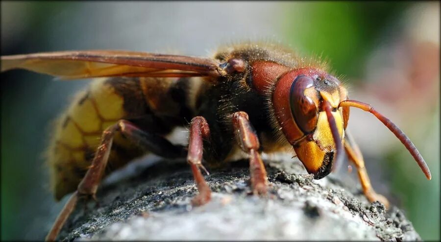 Шершень видит в темноте. Шершень обыкновенный vespa crabro. девятерик шершень. рой шершней. восточный шершень vespa orientalis.