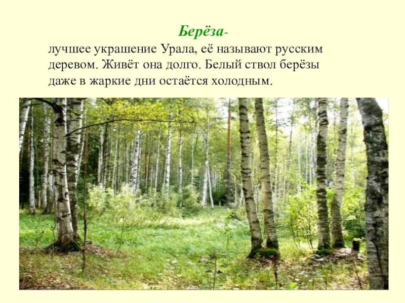 Растительный мир Прикамья. Береза Уральская ствол. Растительный мир Прикамья Верещагина. Сообщение о лесах Прикамья. Добрая березка