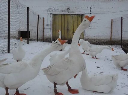 Китайская ванкси гуси