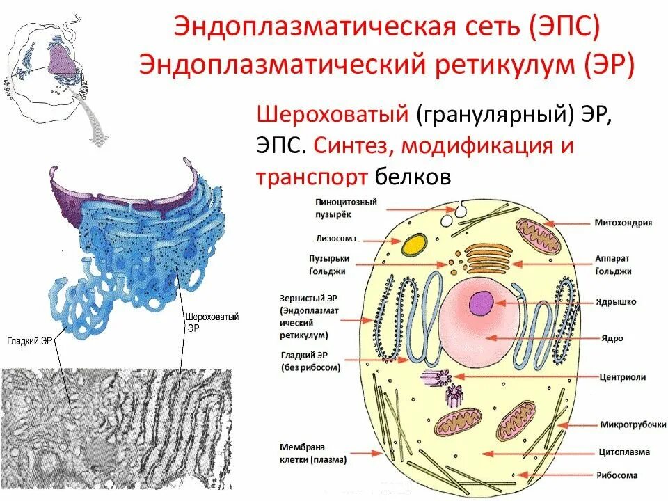 Шероховатая эпс синтез белков. Эндоплазматическая сеть (ЭПС). Гладкая эндоплазматическая сеть рисунок. Рисунок шероховатая эндоплазматическая сеть клетки.