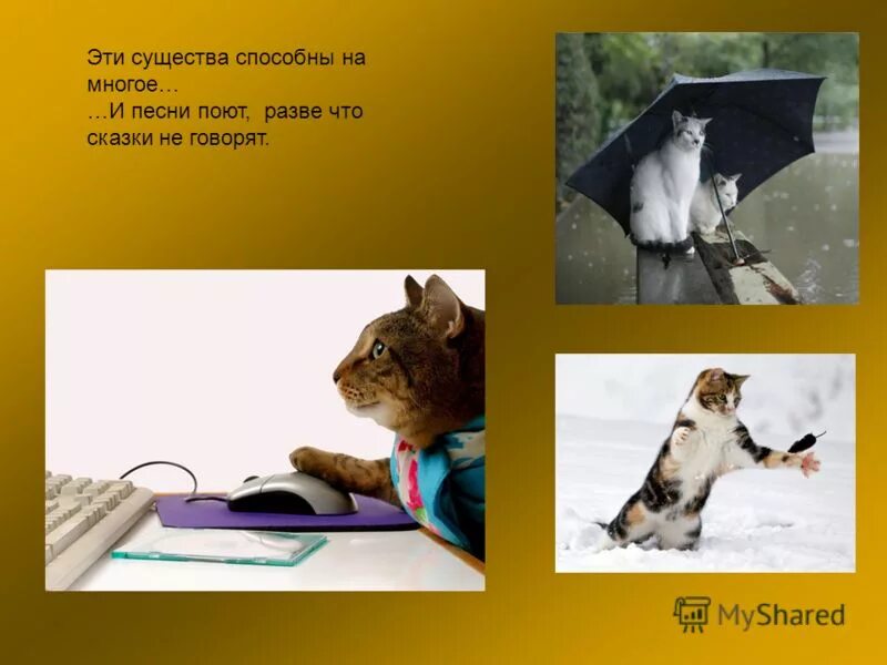 способен на много. способен на много. мужчина способный на поступки обречен быть любимым. по всей саванне лужи крови жирафа кости львов куски хомяк. человек способен на многое.