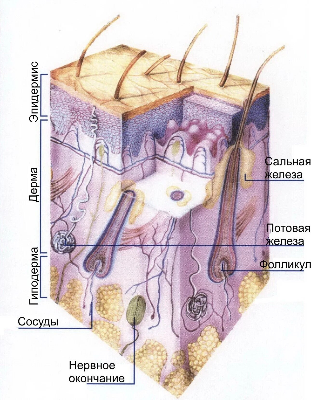 Кожа человека дерма сальная железа. Дерма потовые железы эпидермис. Строение кожи анатомия.