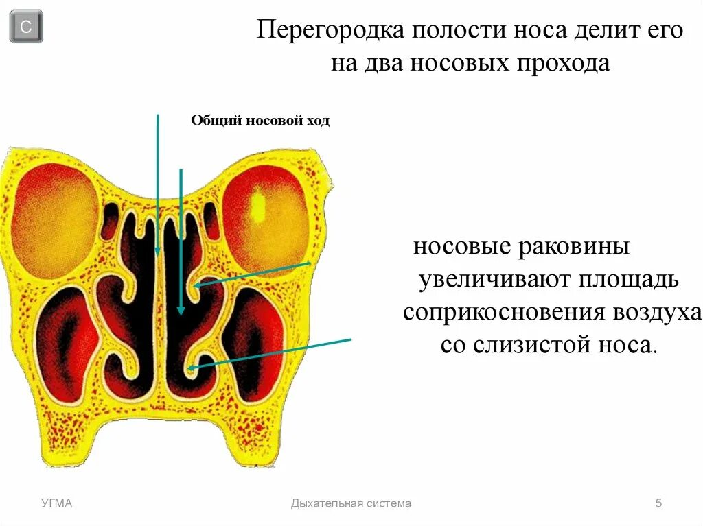 В верхний носовой ход открывается пазуха. Сообщение пазух с полостью носа. Перегородка полости носа. Общий, средний и Нижний носовые ходы.