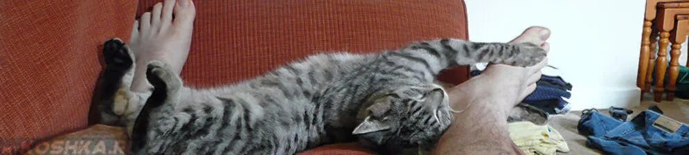 Кот лежит на ноге. Сонный кот в ногах. кошки спят в ногах у хозяина.
