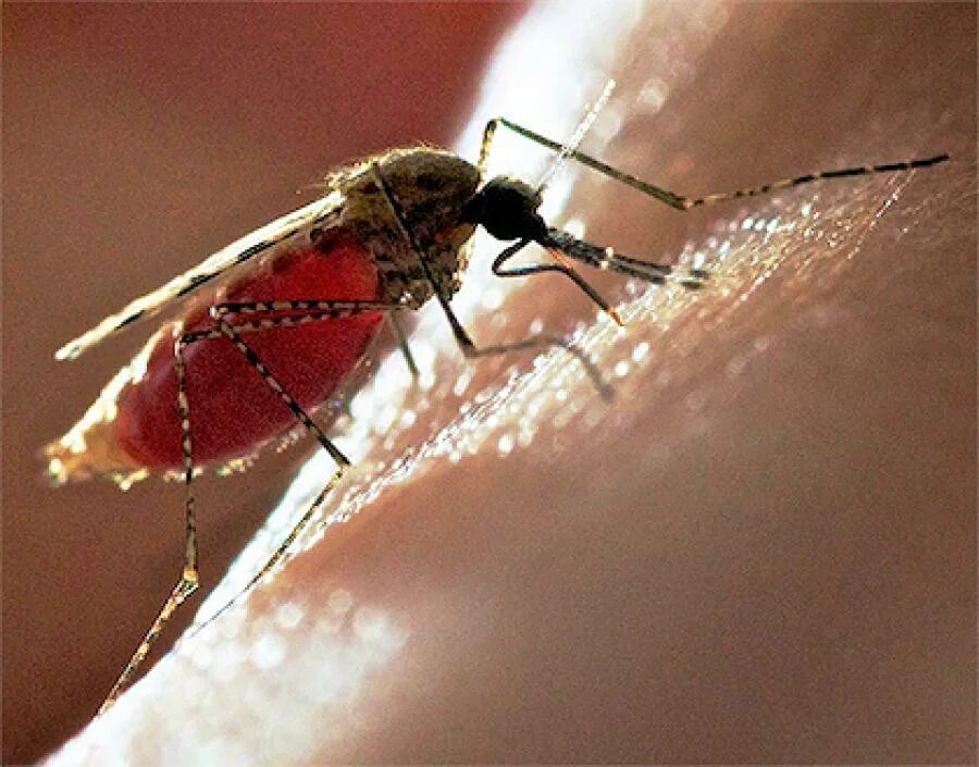 Укус малярии. Малярийный комар под микроскопом. Малярийный комар пьет кровь. Малярийный комар кусает людей.