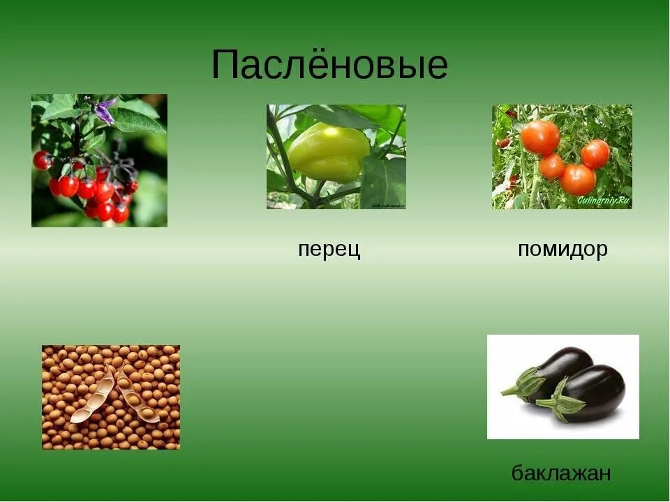 Овощи семейства пасленовых. Кабачок это Пасленовые. Овощи семейства пасленовых перечень. Группа пасленовых овощей.