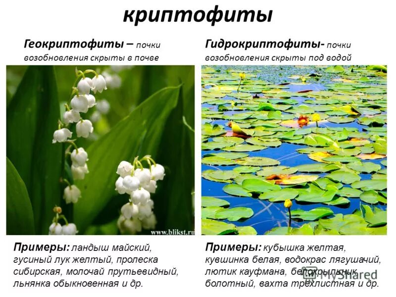 Злаки гемикриптофиты. Гемикриптофиты это. Жизненные формы растений фанерофиты. Классификация раункиера таблица. Травянистые растения гемикриптофиты.