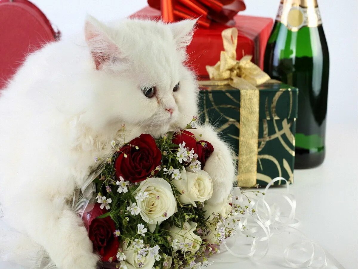С днём рождения с животными. Котик с цветами открытка. Рыжий кот с цветами. Котик с цветами с днем рождения. Котенок с букетом цветов.