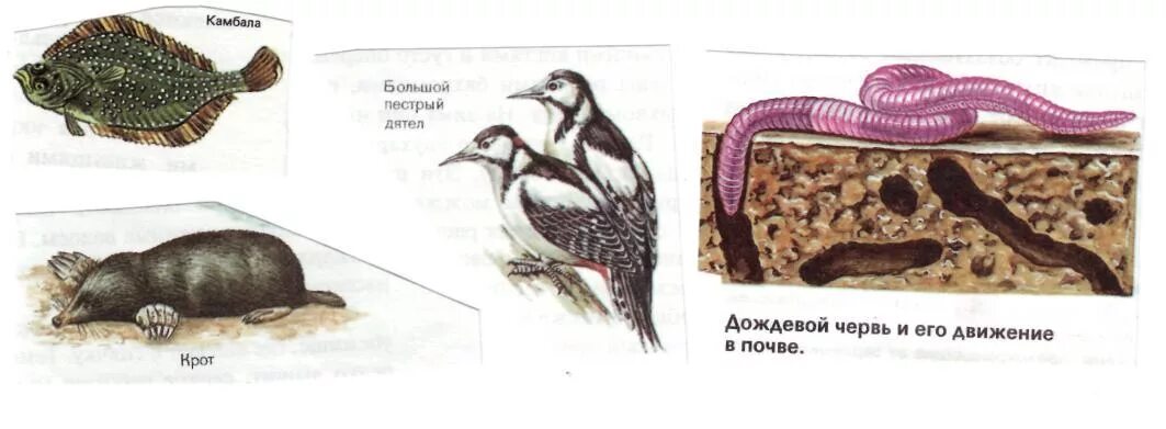 Адаптация организмов к различным средам обитания. Относительность приспособлений крота. Приспособленность организмов к среде обитания рисунок. Приспособление организмов и ее относительность.