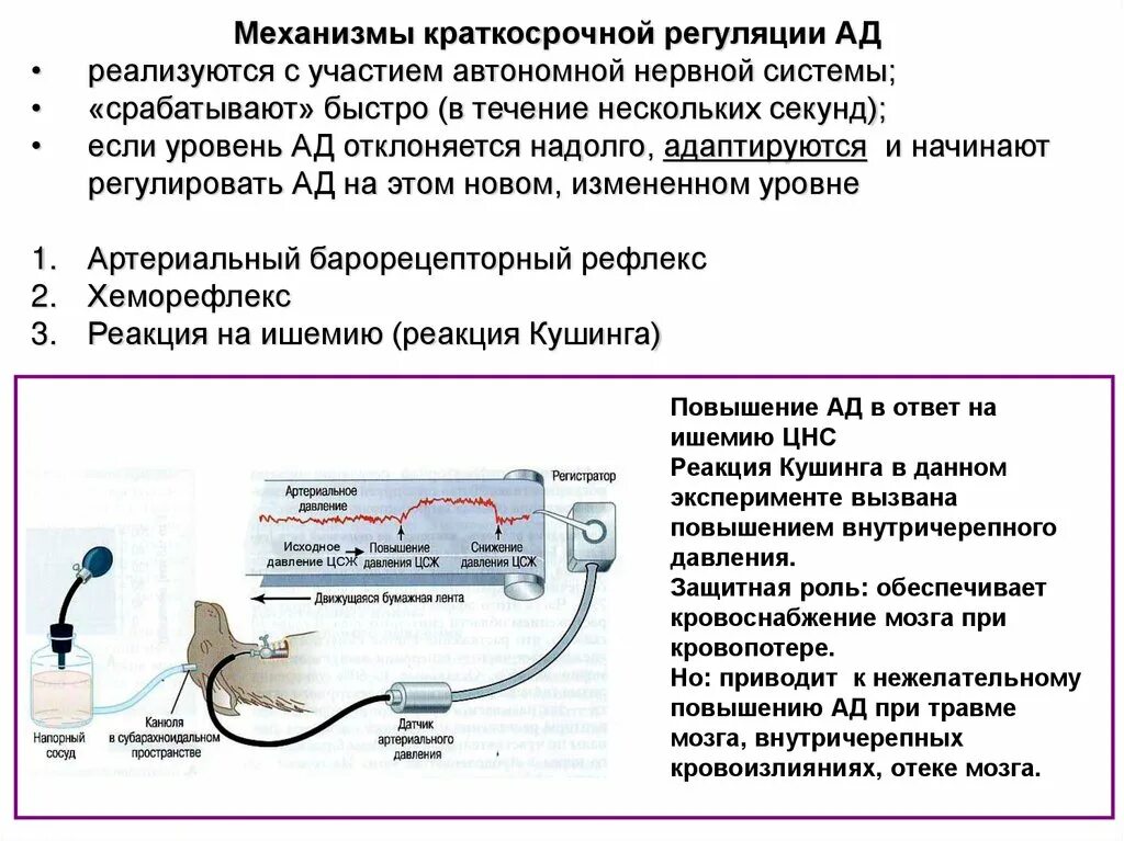 Механизмы долговременной регуляции ад. Механизмы немедленной регуляции артериального давления. Механизмы кратковременной регуляции артериального давления. Кратковременные механизмы регуляции кровяного давления.