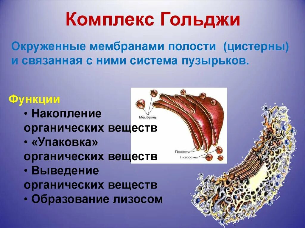 Органоид комплекс Гольджи. Одномембранные комплекс Гольджи. Мембрана аппарата Гольджи. Органелла аппарат Гольджи. Выполняет секреторную функцию аппарат гольджи