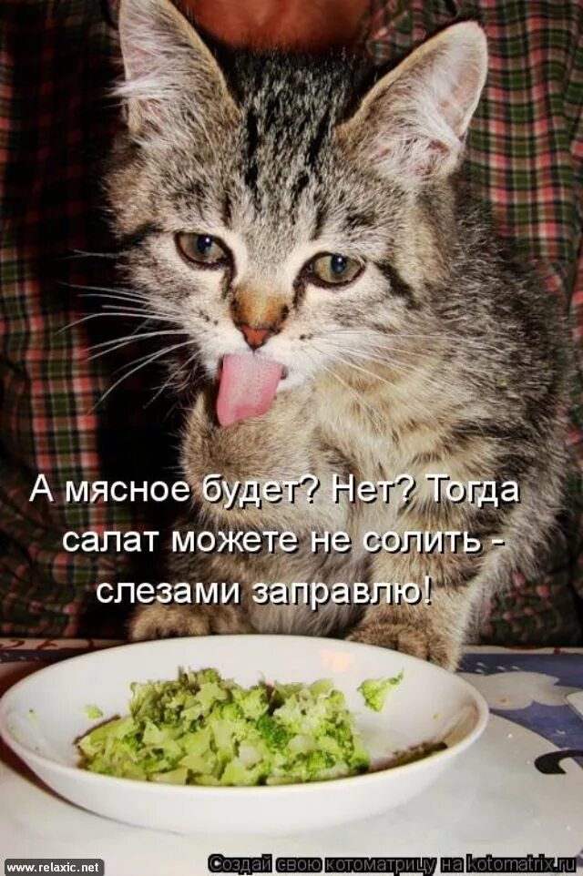 Как называется песня принесите мясо тут голодные. Салат котик. Кот на диете. Кот с салатом. Кот и еда.