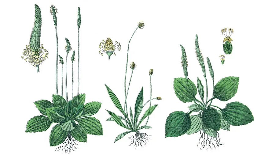 Подорожник ланцетный. Подорожник ланцетный цветки. Подорожник большой (Plantago Major). Подорожник большой и подорожник средний.