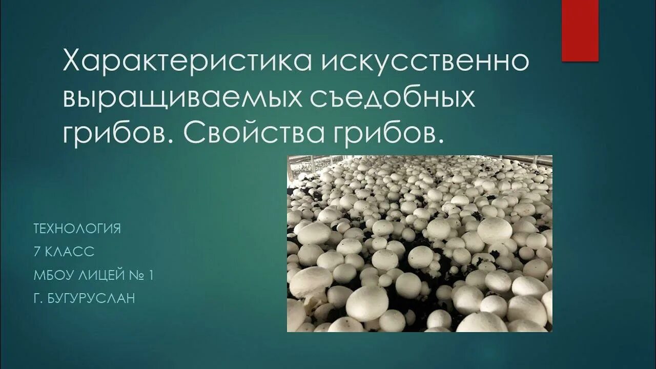 Характеристика искусственного выращивания съедобных грибов. Искусственно выращенные съедобные грибы. Характеристика искусственно выращиваемых съедобных грибов. Характеристика искусственно выращиваемых грибов.