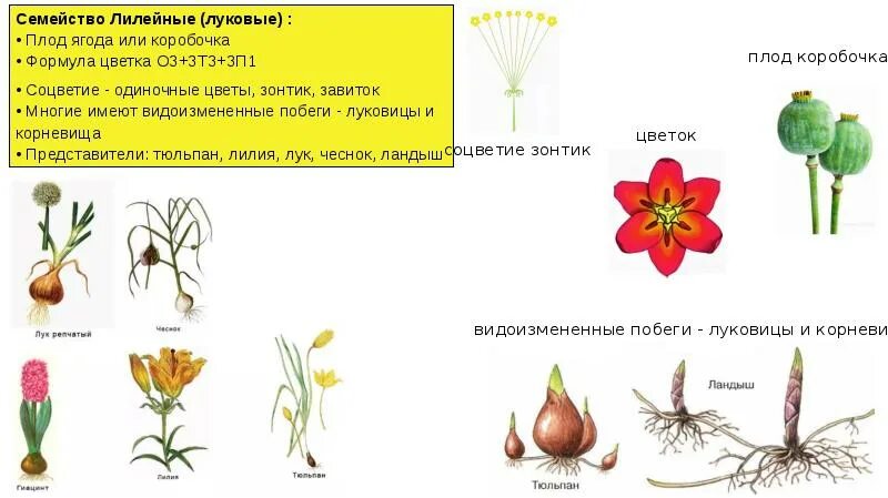 Растения семейства лилейных можно. Формула цветка семейства Лилейные. Соцветие лилейных растений. Семейство Лилейные соцветие. Формула цветка тюльпана семейства Лилейные.