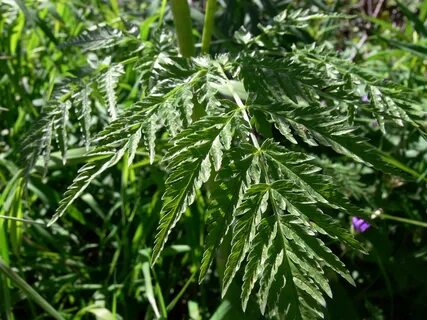 Elder plant