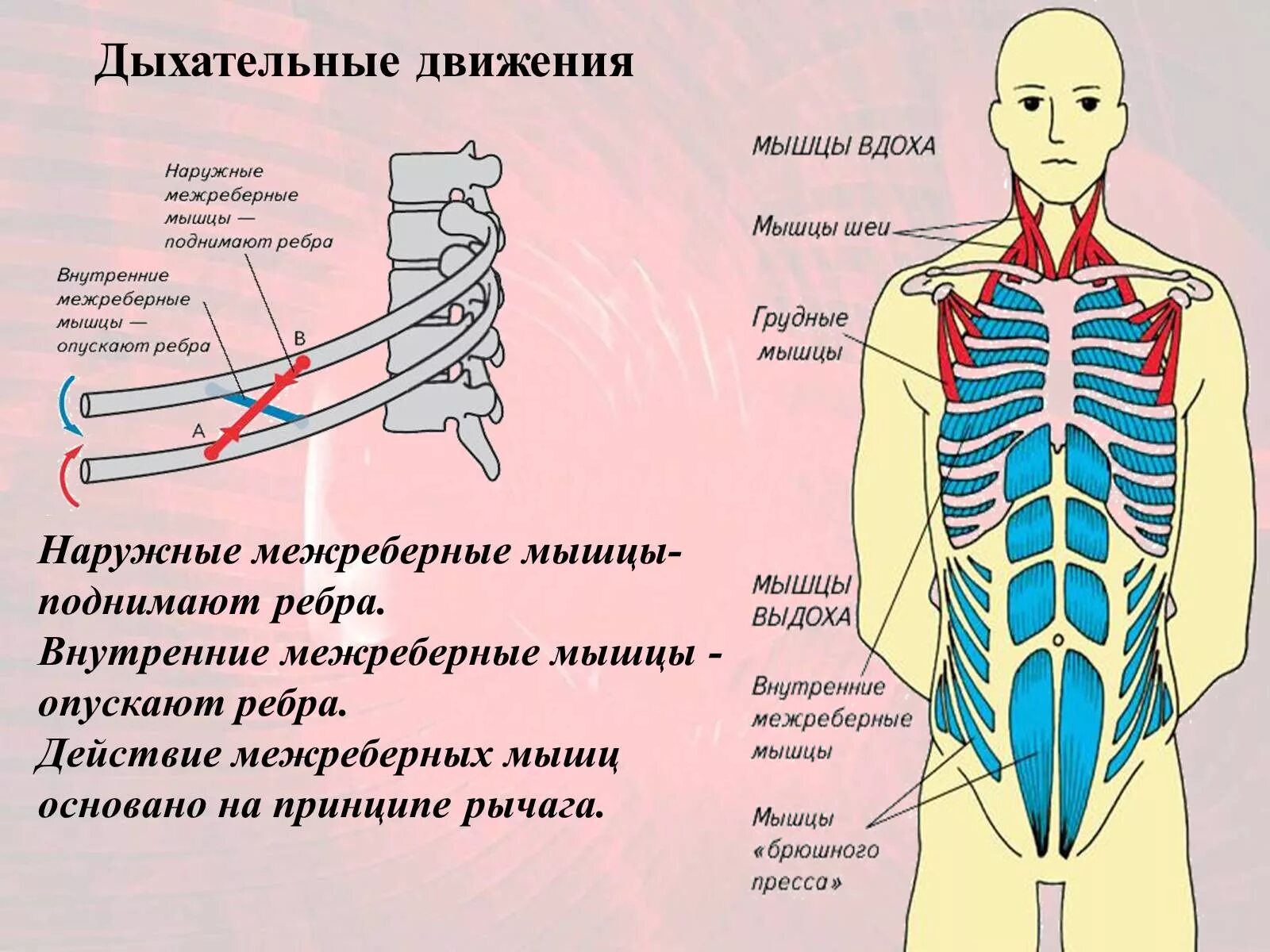 Какие движения происходят. Наружные и внутренние межреберные мышцы функции. Наружные межреберные мышцы иннервация. Внутренние межреберные мышцы при вдохе. Наружные косые межреберные мышцы относятся.