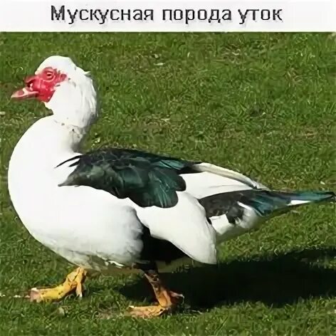 Мускусная утка чем кормить. Мускусная утка чем кормить