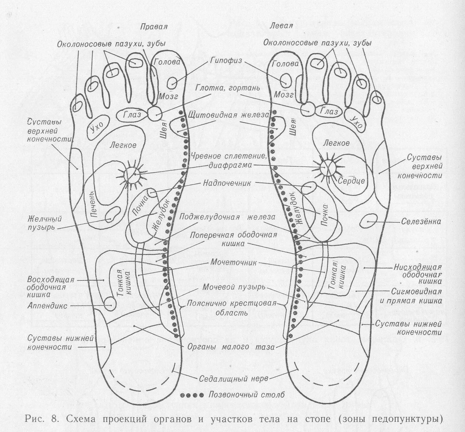 Активные точки стопы акупунктура. Акупунктурные точки стопы схема. Рефлекторные зоны стопы схема органы. Схема расположения точек и рефлекторных зон на стопы.
