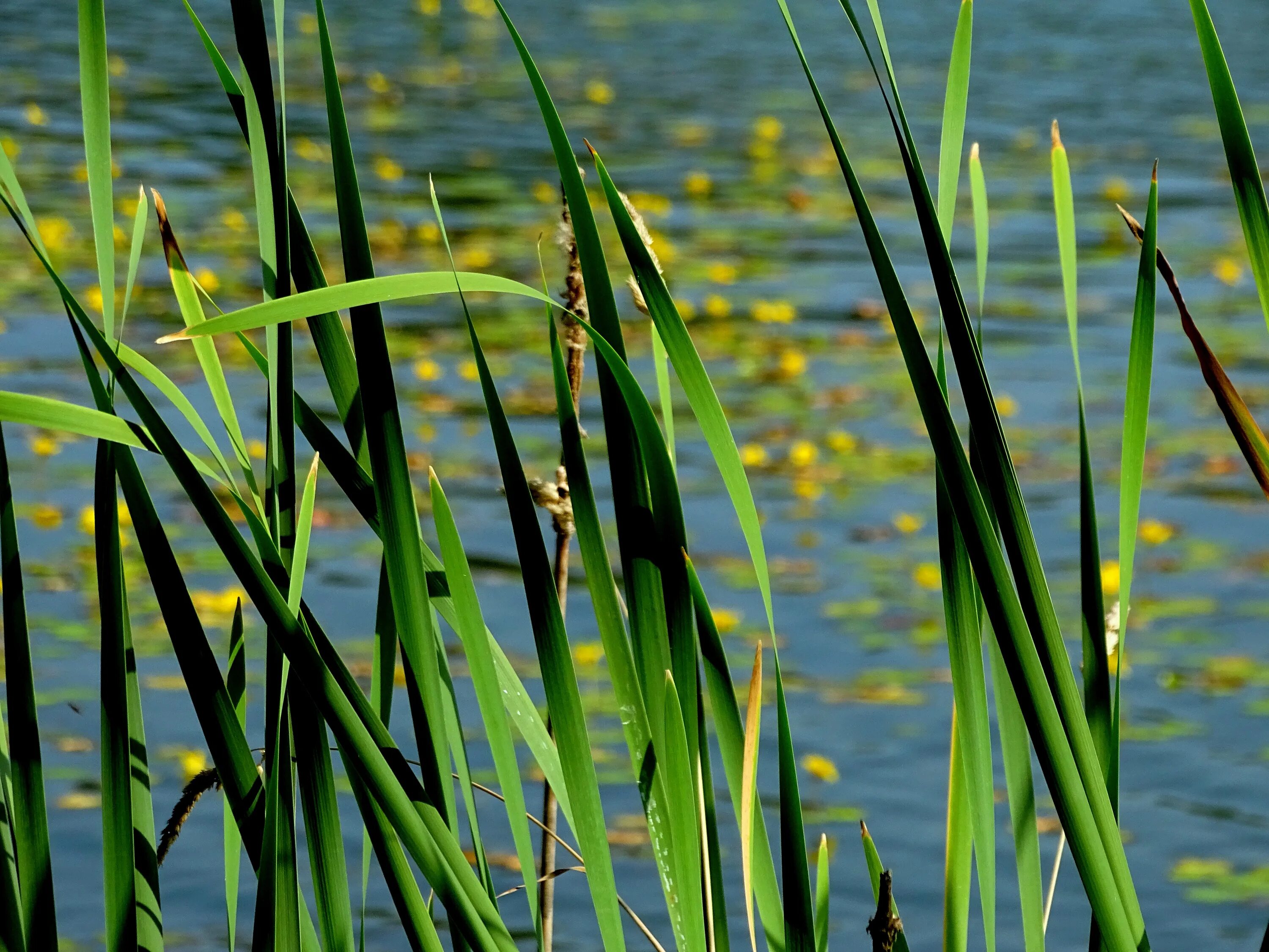 Камыш рогоз стрелолист. Камыш Озёрный Scirpus lacustris. Гидрофиты рогоз. Рогоз Озерный. Травы рек и озер