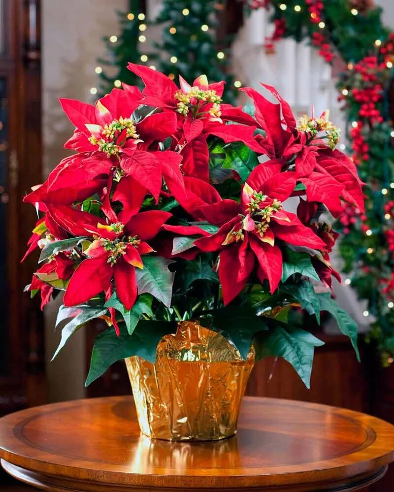 пуансеттия рождественская звезда. рождественский цветок картинка. пуансеттия рождественская звезда. молочай - пуансеттия (рождественская звезда). рождественский цветок картинка.