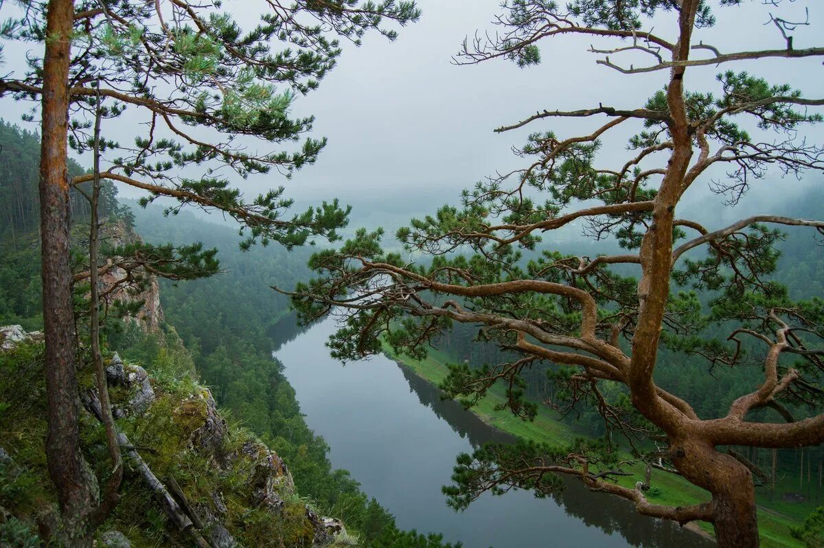 Красота реки сосна. Река тишерек. Пайн ривер река. Красота реки сосна. Сосновый лес река.