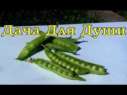 Сей сей горох
