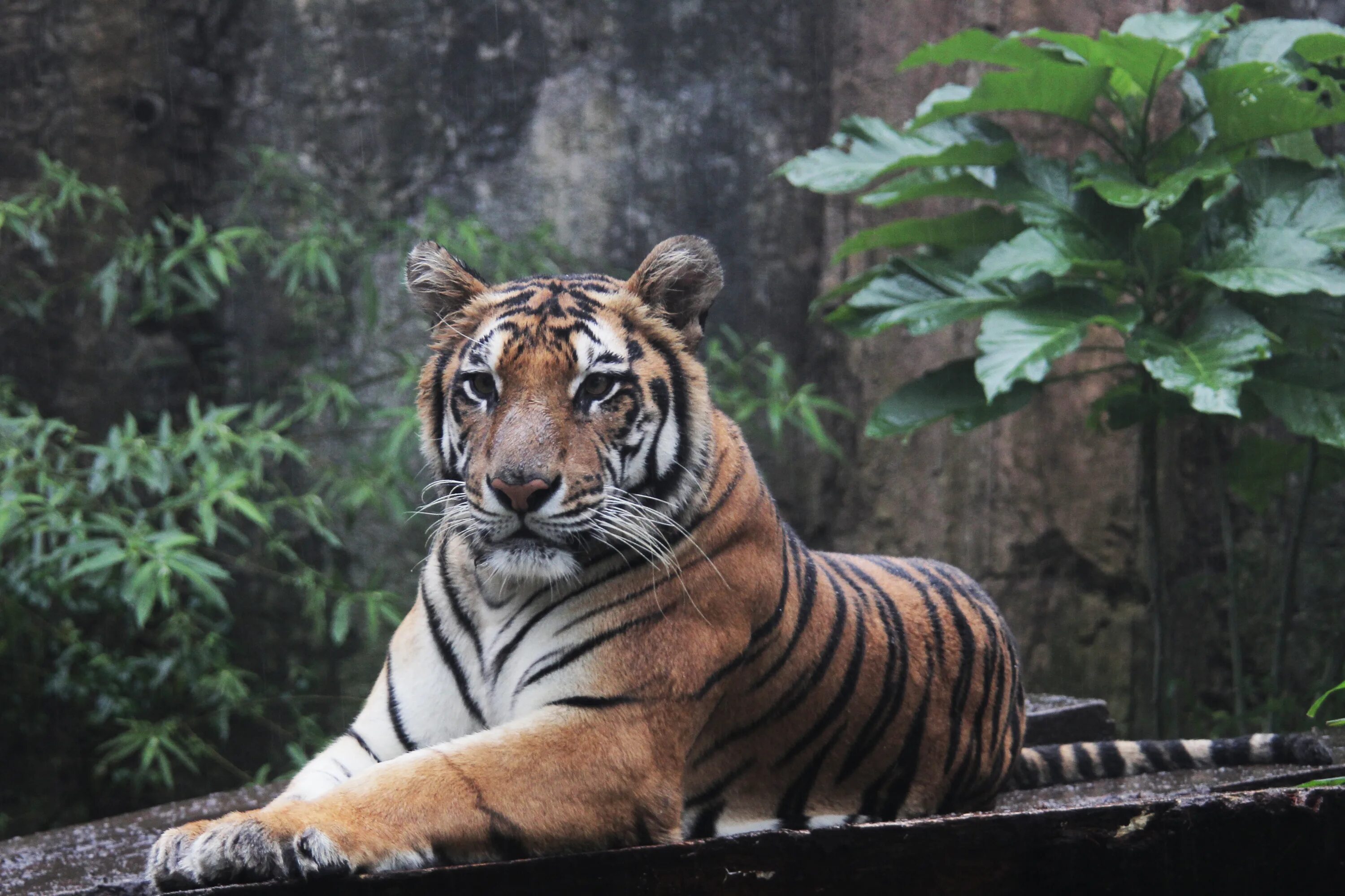 Тигр (Panthera Tigris). Суматранский тигр и Амурский тигр. Суматранский тигр в дикой природе. Лазанский тигр