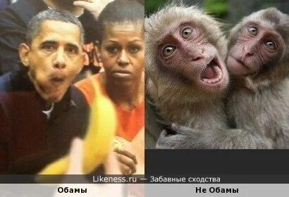 Сравнили с обезьяной