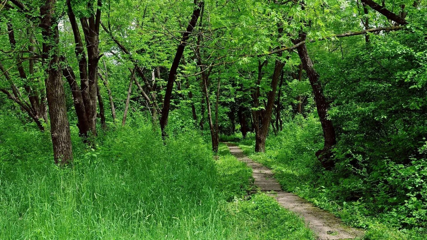 Самурский лес экологическая тропа. Самурский парк. Великоанадольский лес. Природе Карелии Лесные тропы.