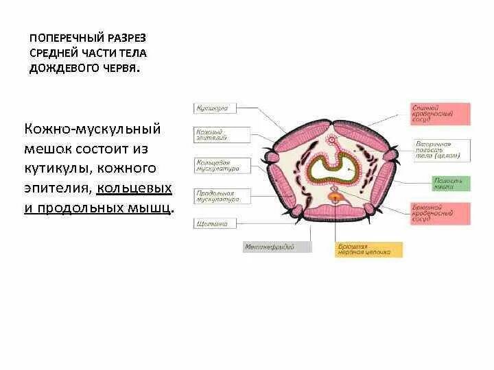 Поперечный разрез дождевого червя. Поперечный разрез тела дождевого червя. Строение дождевого червя поперечный разрез. Поперечный и продольный разрез дождевого червя. Мускульный мешок круглых червей