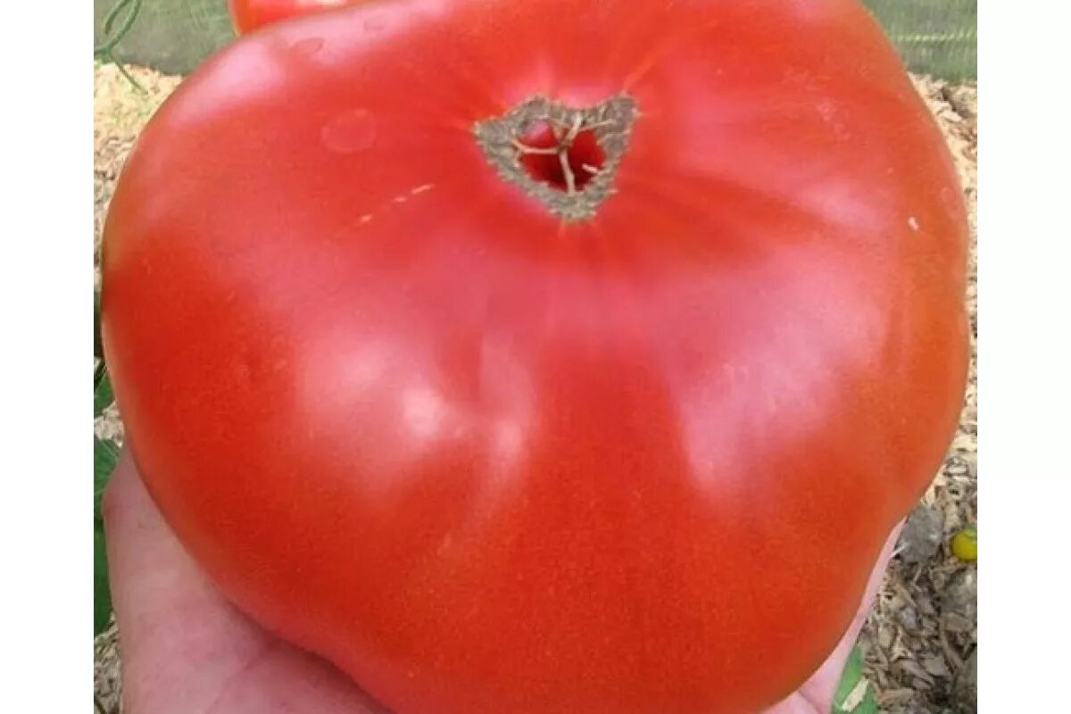 Семена крупных томатов. Томат Минусинский гигант. Помидоры чемпион Бурятии. Томат Рио Браво.