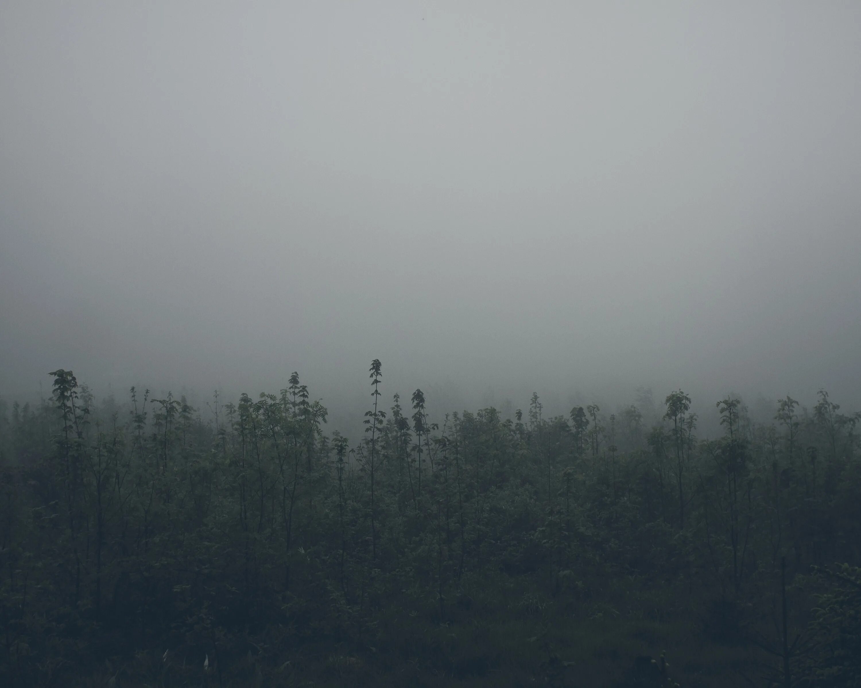 Атмосферный фон. Природа туман. Атмосферный лес в тумане. Лес атмосфера в тумане. Почему видео серое