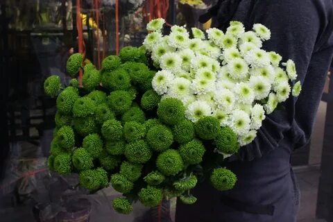 Хризантема зеленая