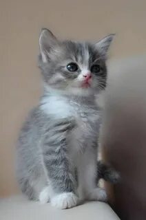 Маленькие бело серые коты