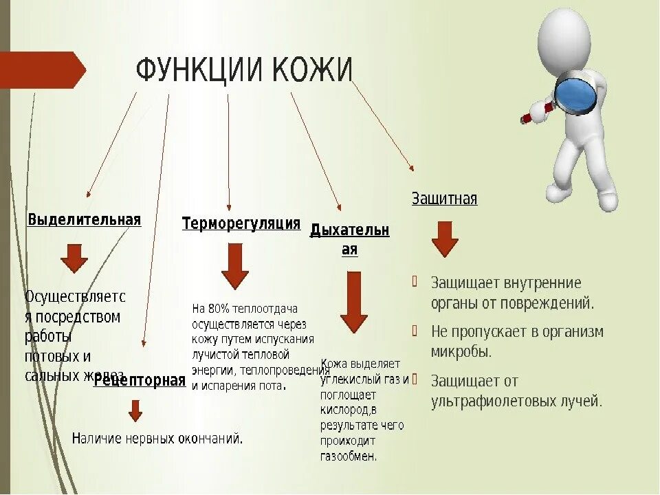 Функции кожи человека 4 класс. Функции кожи 3 класс окружающий мир. Строение и функции кожи. Особенности строения и функции кожи.