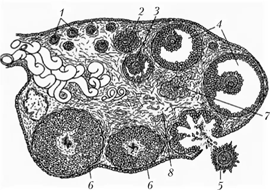 Внутреннее строение яичника. Яичник млекопитающего гистология. Фолликул яичника млекопитающего. Срез яичника. Строение яичника.