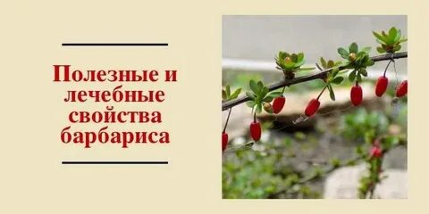 Барбарис обыкновенный полезные свойства ягод и применение