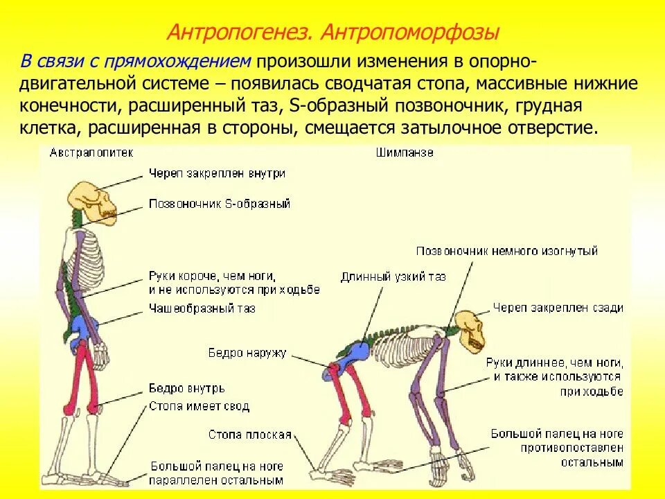 Особенности строения человека связаны с прямохождением. Особенности строения человека связаны с прямохождением