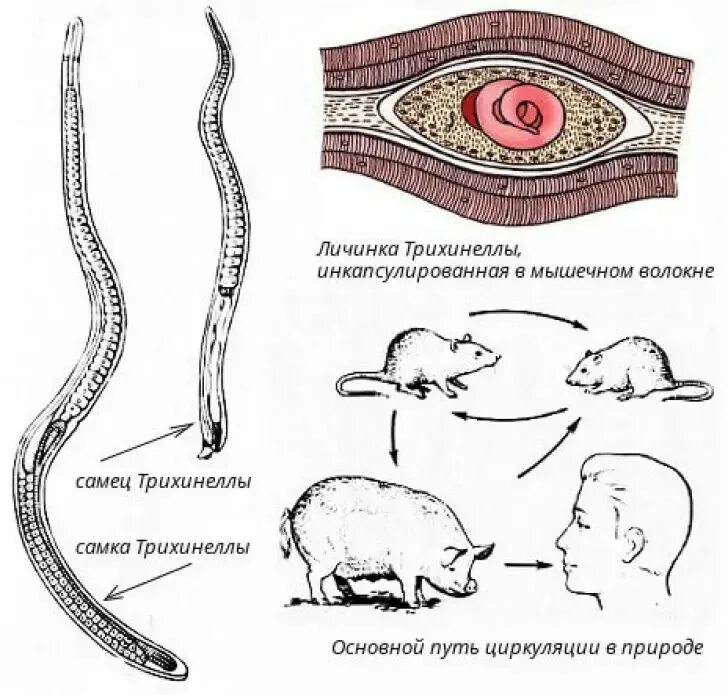 Трихинеллез свиней жизненный цикл. Стадии жизненного цикла трихинеллы. Строение самки трихинеллы.