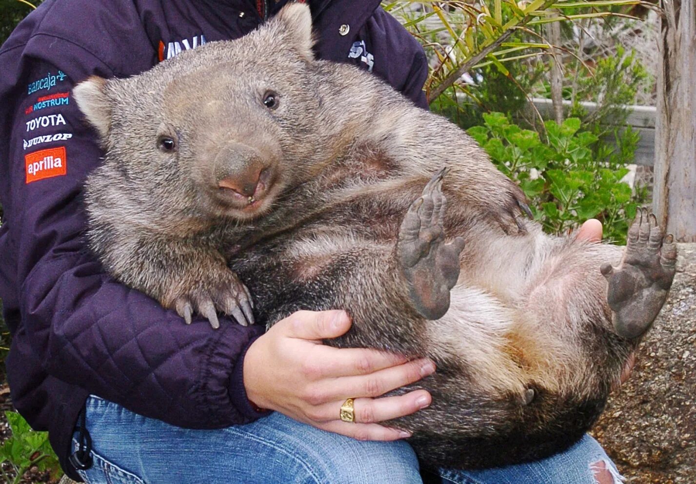 Wombat перевод. Австралийский хомяк вомбат. Северный шерстоносый вомбат. Вомбат животное Австралии. Медведь вомбат.