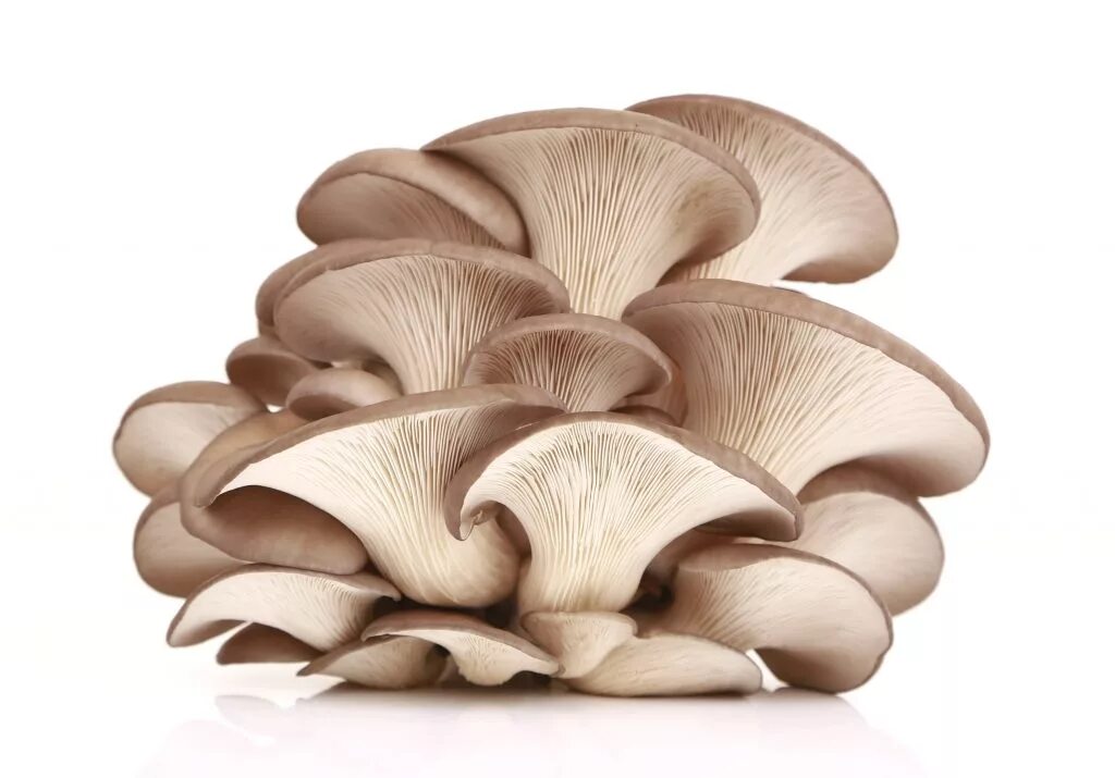 Вешенка гриб. Грибы вешенка, 300 г. Грибы вешенки 300 гр. Pleurotus ostreatus. Вешенка опята