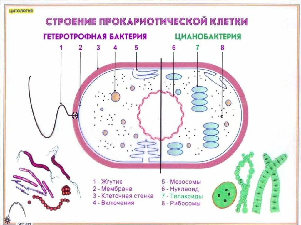 Строение прокариотической клетки цианобактерии. Схема строения прокариотической клетки цианобактерий. Цианобактерии строение клетки. Строение прокариотической бактерии.