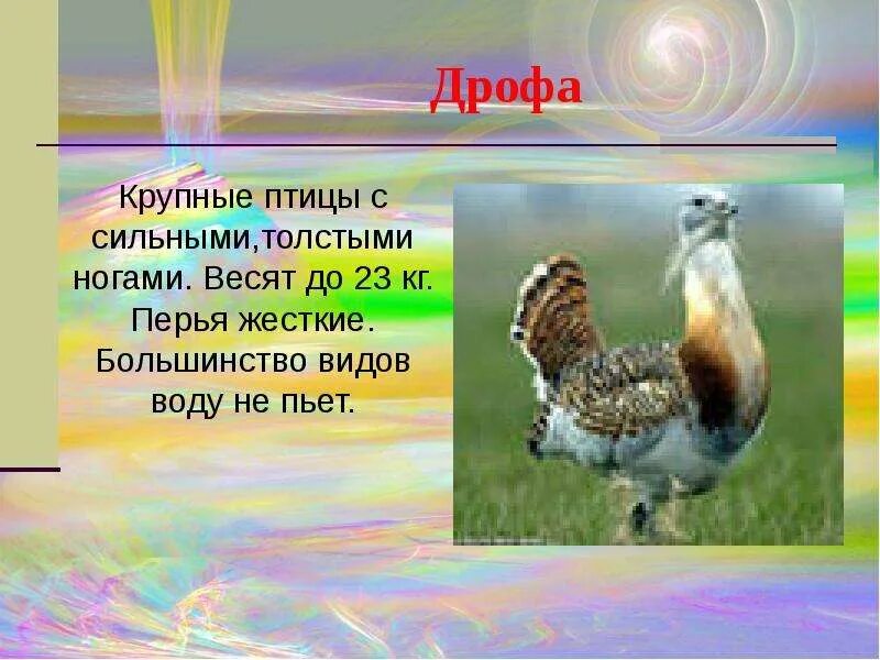 Сообщение о дрофе. Дрофа птица презентация. дрофа птица описание. сообщение о птице дрофа. загадки про дрофу.