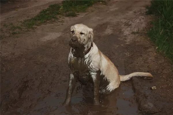 Почему собаки грязные. Лабрадор ретривер грязный. Собака в луже. Ретривер в грязи.