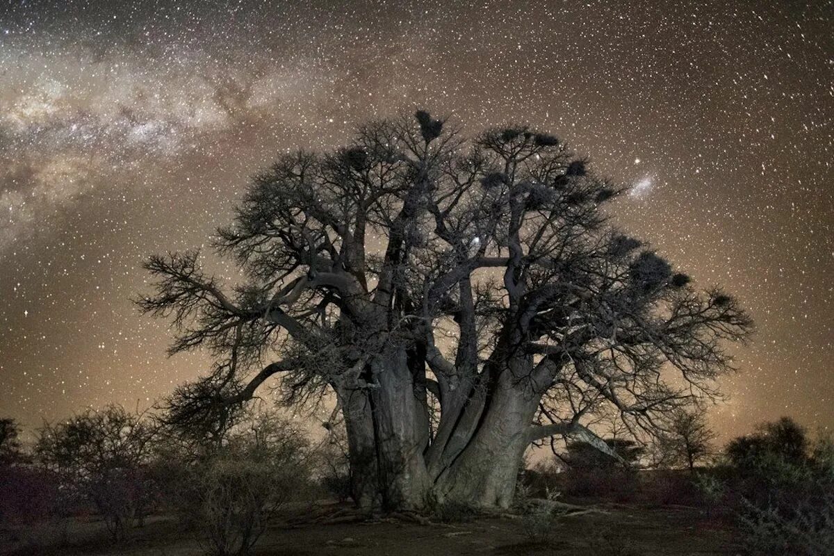 Ancient trees