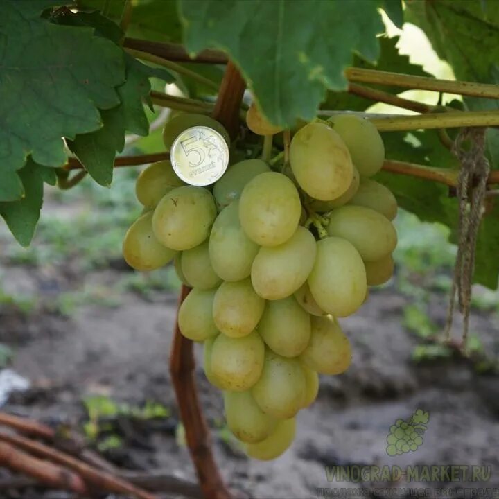 Сорт винограда мускат янтарный. Виноград кармен. Кокур белый виноград. Интернет магазин виноград. Сорт винограда элегант сверхранний.