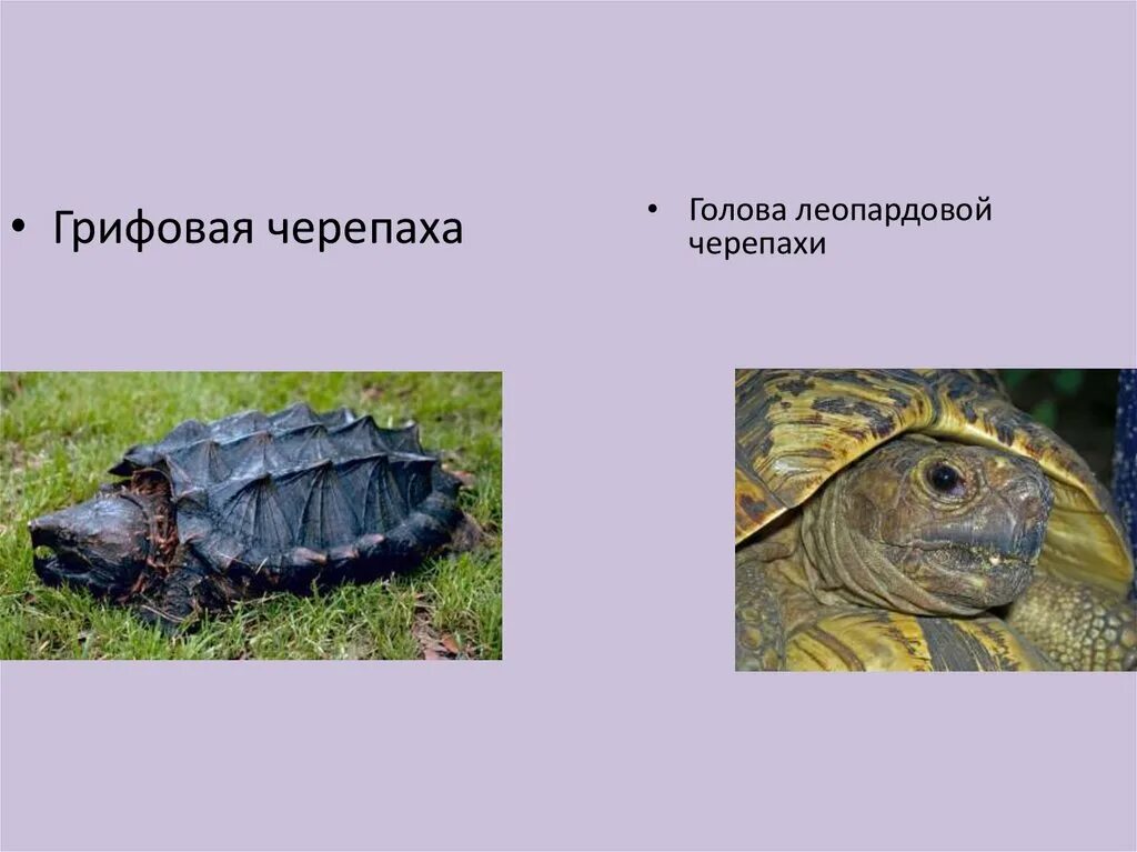 Пресмыкающиеся отряд черепахи. Многообразие пресмыкающихся черепахи. Презентация про черепах 7 класс биология. Грифовая черепаха презентация.
